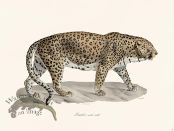 Cuvier 107 Panther Old Male
